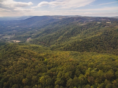 Large Acreage Tract of Wooded Land for Sale at Auction! - image 10