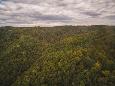 Large Acreage Tract of Wooded Land for Sale at Auction! - image 39