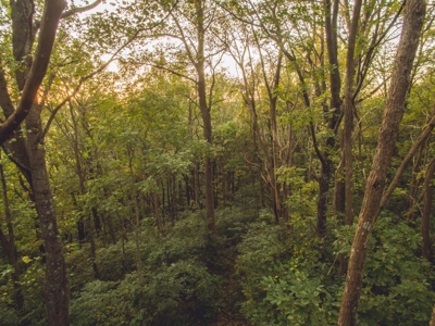 Large Acreage Tract of Wooded Land for Sale at Auction! - image 15