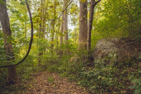 Large Acreage Tract of Wooded Land for Sale at Auction! - image 36