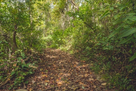 Large Acreage Tract of Wooded Land for Sale at Auction! - image 2