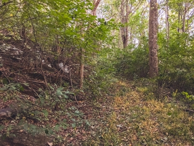 Large Acreage Tract of Wooded Land for Sale at Auction! - image 25
