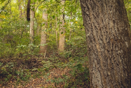 Large Acreage Tract of Wooded Land for Sale at Auction! - image 31