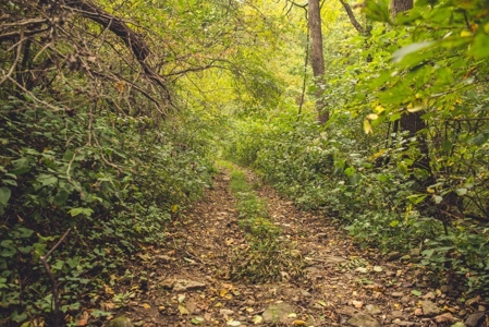 Large Acreage Tract of Wooded Land for Sale at Auction! - image 37