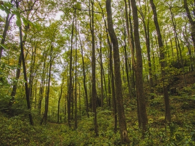 Large Acreage Tract of Wooded Land for Sale at Auction! - image 43
