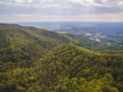 Large Acreage Tract of Wooded Land for Sale at Auction! - image 7