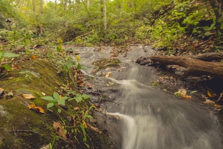 Large Acreage Tract of Wooded Land for Sale at Auction! - image 4