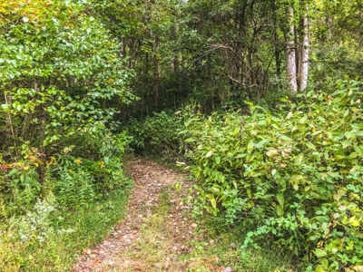 Large Acreage Tract of Wooded Land for Sale at Auction! - image 50