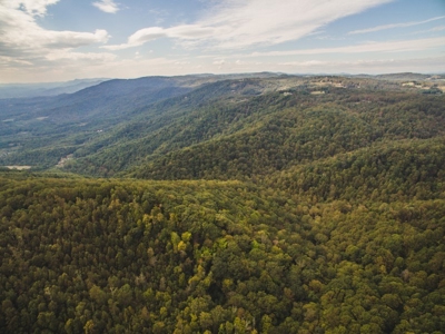Large Acreage Tract of Wooded Land for Sale at Auction! - image 8