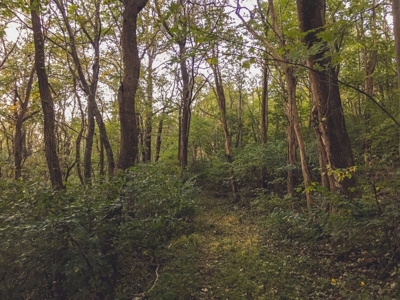 Large Acreage Tract of Wooded Land for Sale at Auction! - image 23