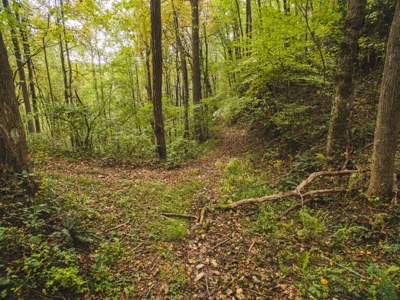 Large Acreage Tract of Wooded Land for Sale at Auction! - image 44