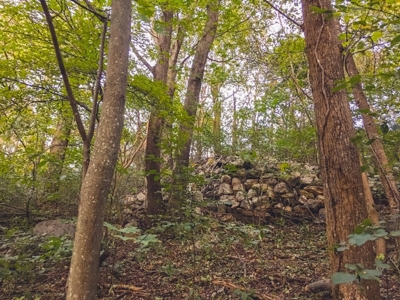 Large Acreage Tract of Wooded Land for Sale at Auction! - image 24
