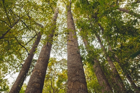 Large Acreage Tract of Wooded Land for Sale at Auction! - image 32