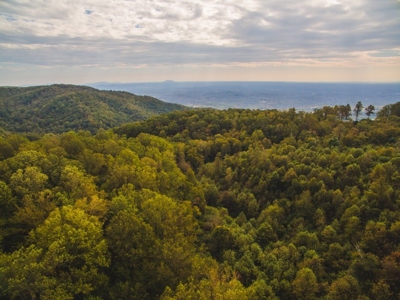 Large Acreage Tract of Wooded Land for Sale at Auction! - image 47