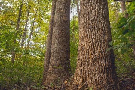 Large Acreage Tract of Wooded Land for Sale at Auction! - image 33
