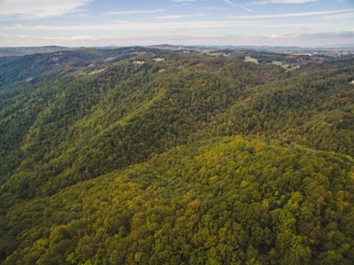 Large Acreage Tract of Wooded Land for Sale at Auction! - image 9