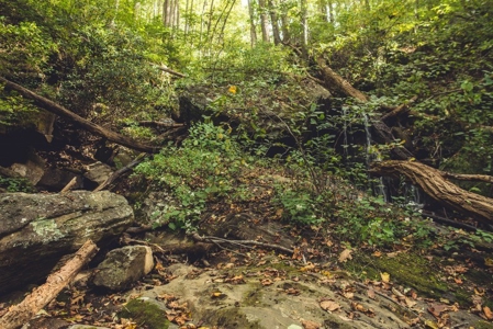 Large Acreage Tract of Wooded Land for Sale at Auction! - image 29