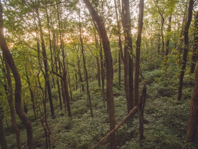 Large Acreage Tract of Wooded Land for Sale at Auction! - image 18
