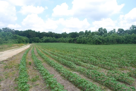 Waterfront land for Sale in Suffolk, VA - image 10