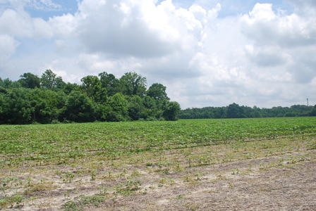 Waterfront land for Sale in Suffolk, VA - image 17