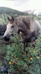 Alma Colorado Horse Property 20 minutes to Breckenridge - image 32