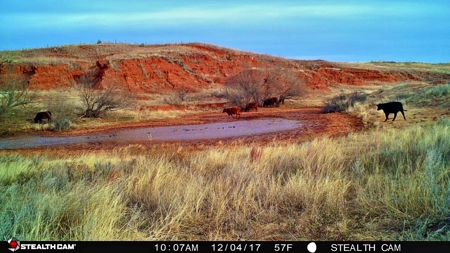 Buffalo Oklahoma 240 Acre Ranch - Hunting - Pasture For Sale - image 15