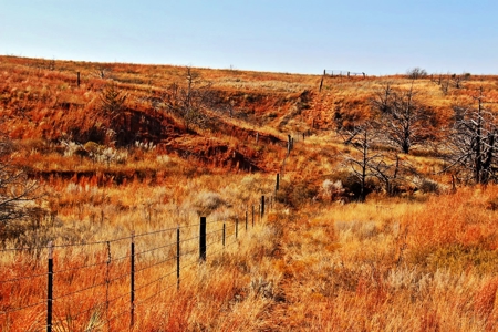 Buffalo Oklahoma 240 Acre Ranch - Hunting - Pasture For Sale - image 14
