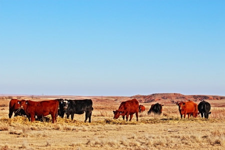 Buffalo Oklahoma 240 Acre Ranch - Hunting - Pasture For Sale - image 38