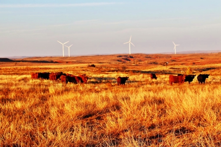 Buffalo Oklahoma 240 Acre Ranch - Hunting - Pasture For Sale - image 40