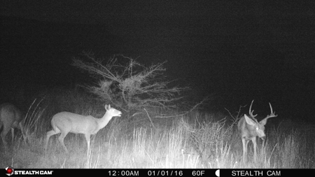Buffalo Oklahoma 240 Acre Ranch - Hunting - Pasture For Sale - image 34