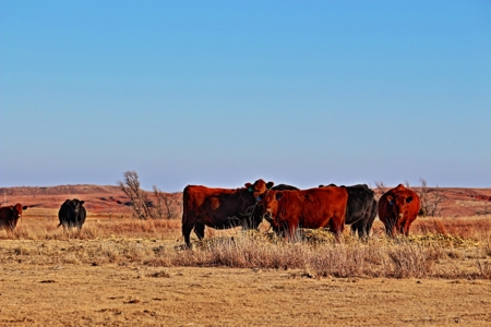 Buffalo Oklahoma 240 Acre Ranch - Hunting - Pasture For Sale - image 36