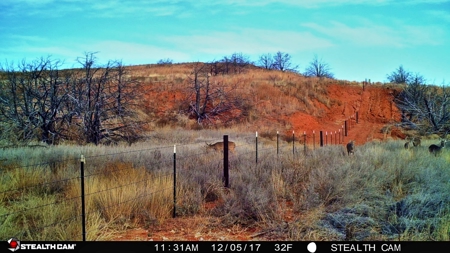 Buffalo Oklahoma 240 Acre Ranch - Hunting - Pasture For Sale - image 9
