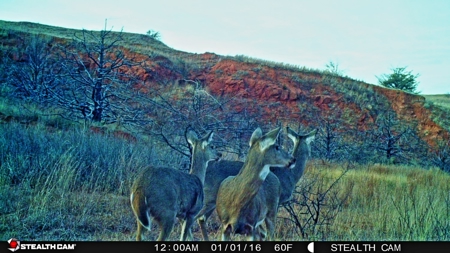 Buffalo Oklahoma 240 Acre Ranch - Hunting - Pasture For Sale - image 37