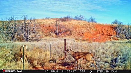 Buffalo Oklahoma 240 Acre Ranch - Hunting - Pasture For Sale - image 33