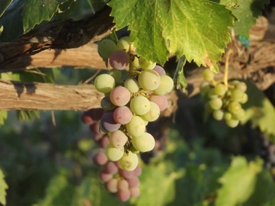 Vineyard Winery VRBO Event Venue For Sale in Walla Walla WA - image 27
