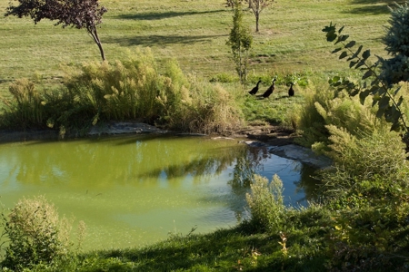 Vineyard Winery VRBO Event Venue For Sale in Walla Walla WA - image 45