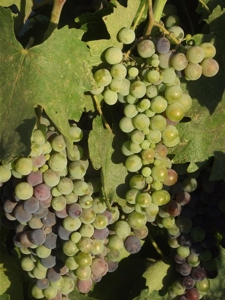 Vineyard Winery VRBO Event Venue For Sale in Walla Walla WA - image 28