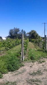 Vineyard Winery VRBO Event Venue For Sale in Walla Walla WA - image 26