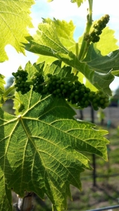 Vineyard Winery VRBO Event Venue For Sale in Walla Walla WA - image 29