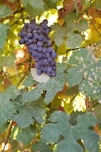 Vineyard Winery VRBO Event Venue For Sale in Walla Walla WA - image 30
