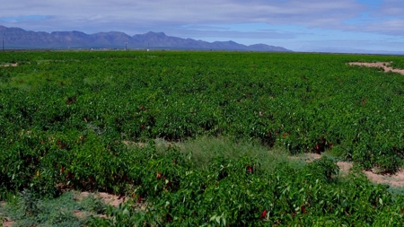 Water Investment Opportunity Irrigated Farm Land West Texas - image 23