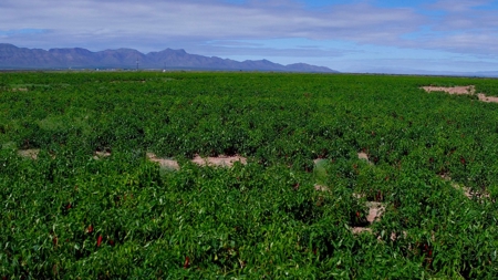 Water Investment Opportunity Irrigated Farm Land West Texas - image 4