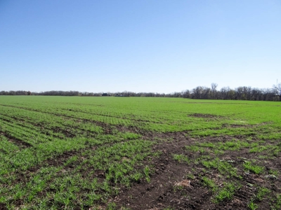 Tract #2 - 150.22± Acres of Farmland in Saline County Kansas - image 3