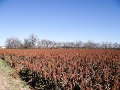 Tract #2 - 150.22± Acres of Farmland in Saline County Kansas - image 6