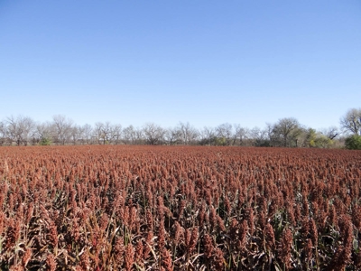 Tract #2 - 150.22± Acres of Farmland in Saline County Kansas - image 5