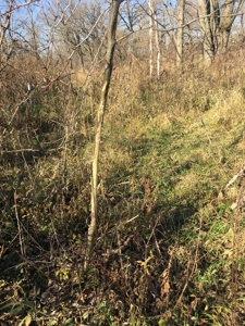 Clarke County, Iowa Land for Sale at Auction - image 5
