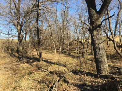 Clarke County, Iowa Land for Sale at Auction - image 8
