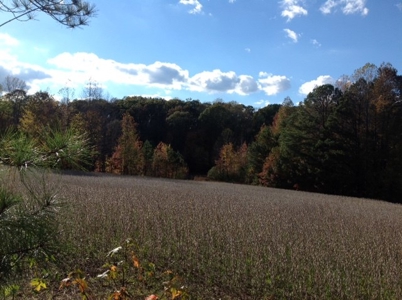 Central Virginia Farm w/ High Quality Timber & Class 1 Soils - image 10