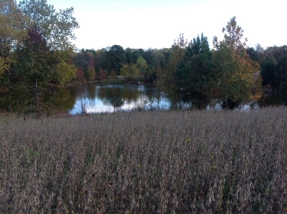 Central Virginia Farm w/ High Quality Timber & Class 1 Soils - image 2