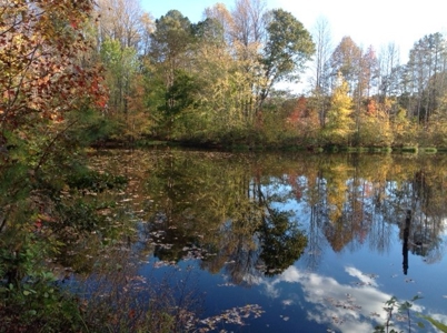 Central Virginia Farm w/ High Quality Timber & Class 1 Soils - image 13